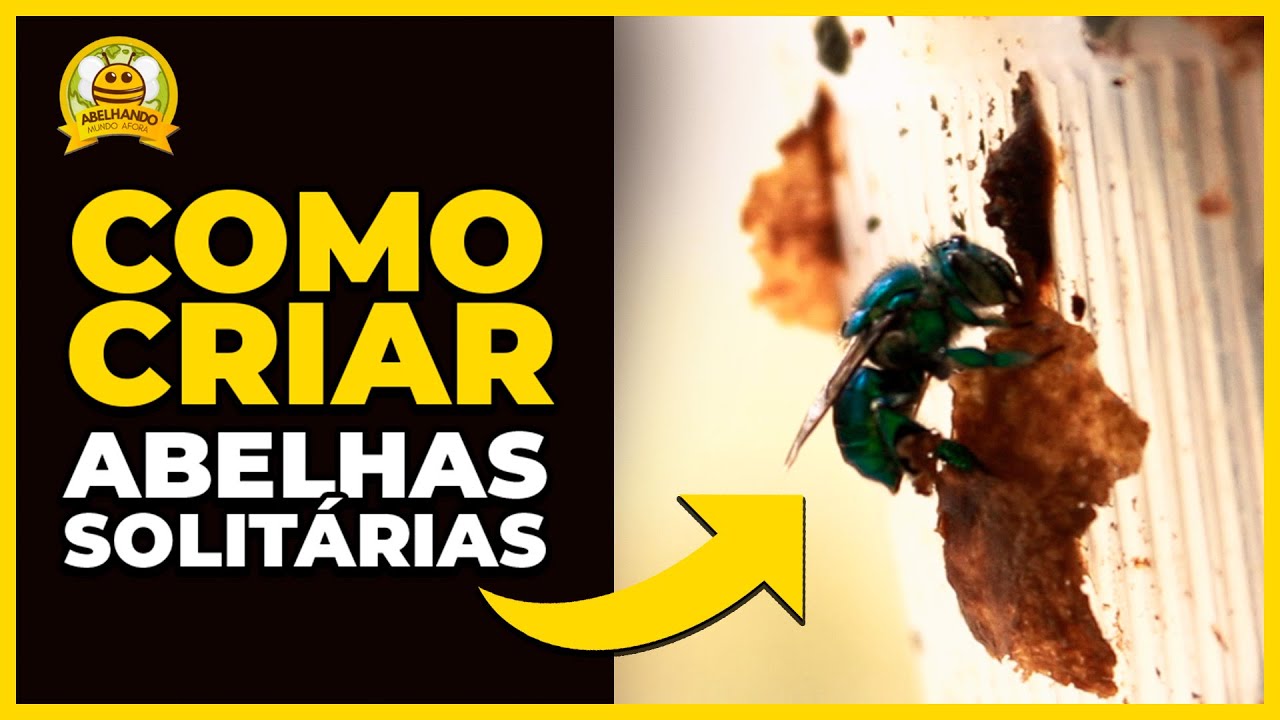Como criar ABELHAS SOLIT&Aacute;RIAS (Euglossini)