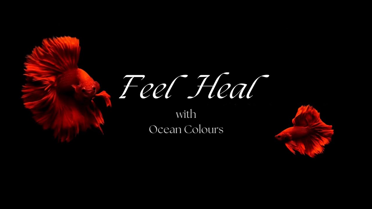 Relaxing Music with betta fish in Ocean, Stress relief with Sea colors, sleep, study, calming music