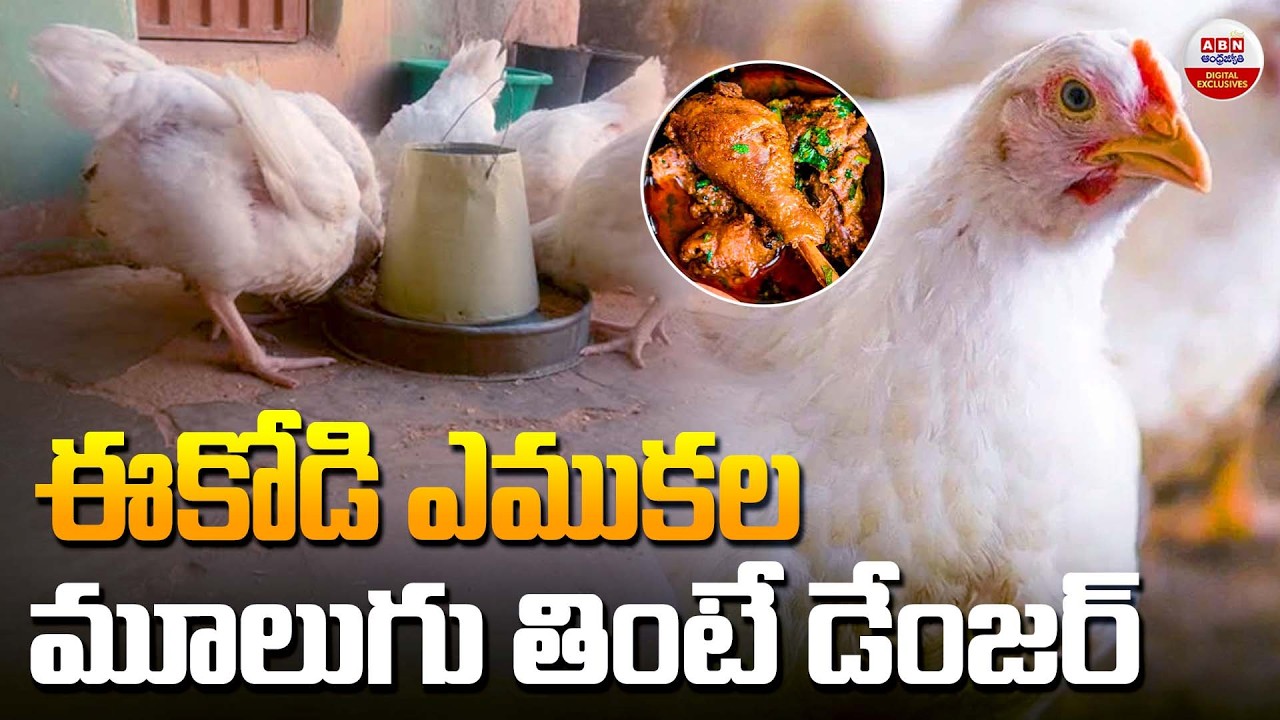 ఈకోడి ఎముకల మూలుగు తింటే డేంజర్ | The Hidden Risks of Consuming Broiler Chicken Meat & Bones | ABN