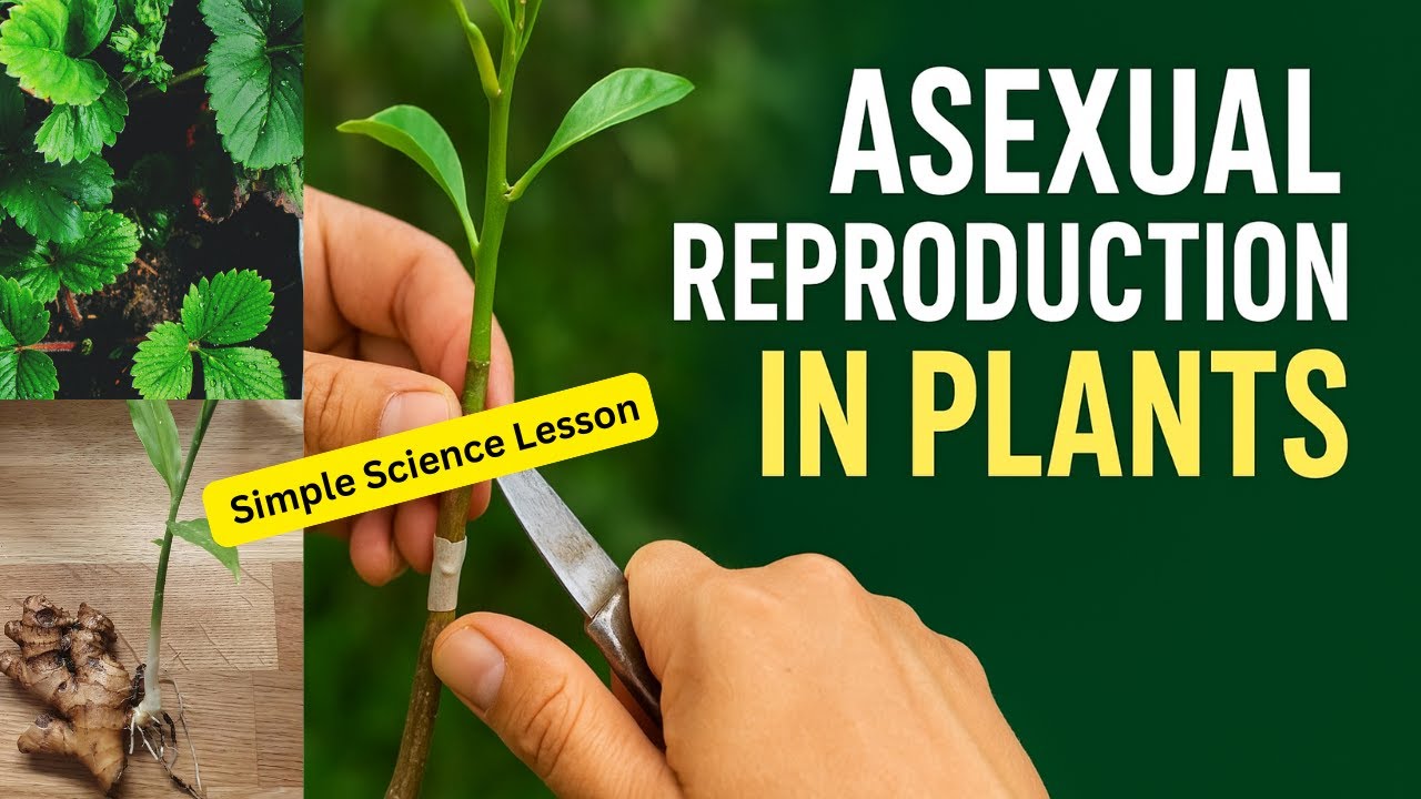 Asexual Reproduction in Plants |  Simple Science Lesson