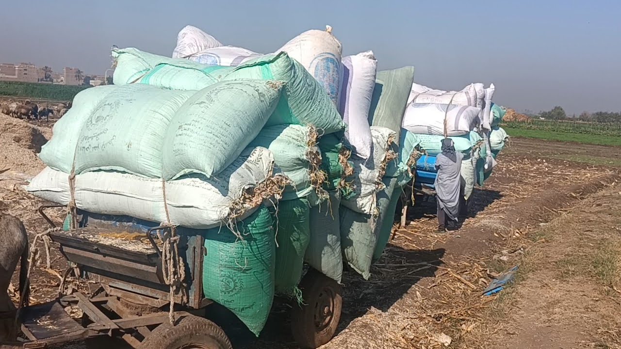 شوف تحميل تبن بوص الذرة الشامية ومعلومات عن خلط التبن اعرف كل التفاصيل  22/10/2025