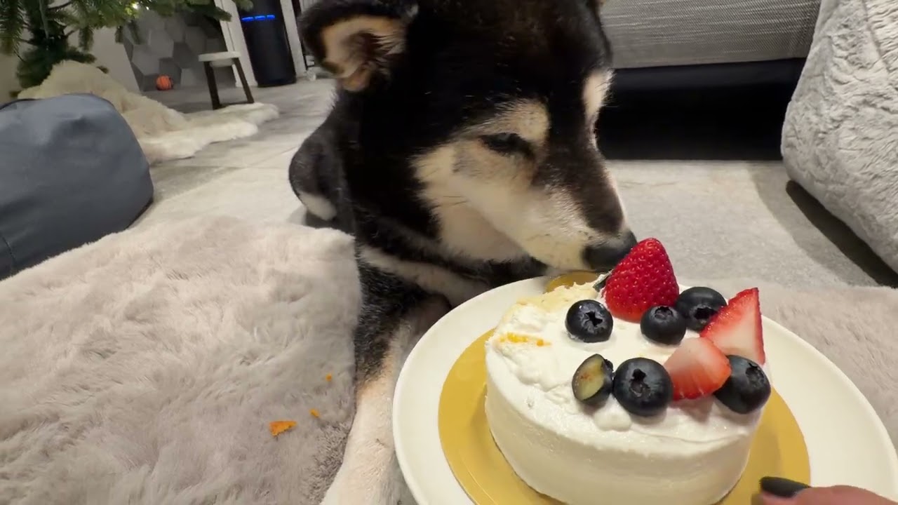 海君14歳誕生日ケーキホール食いの儀