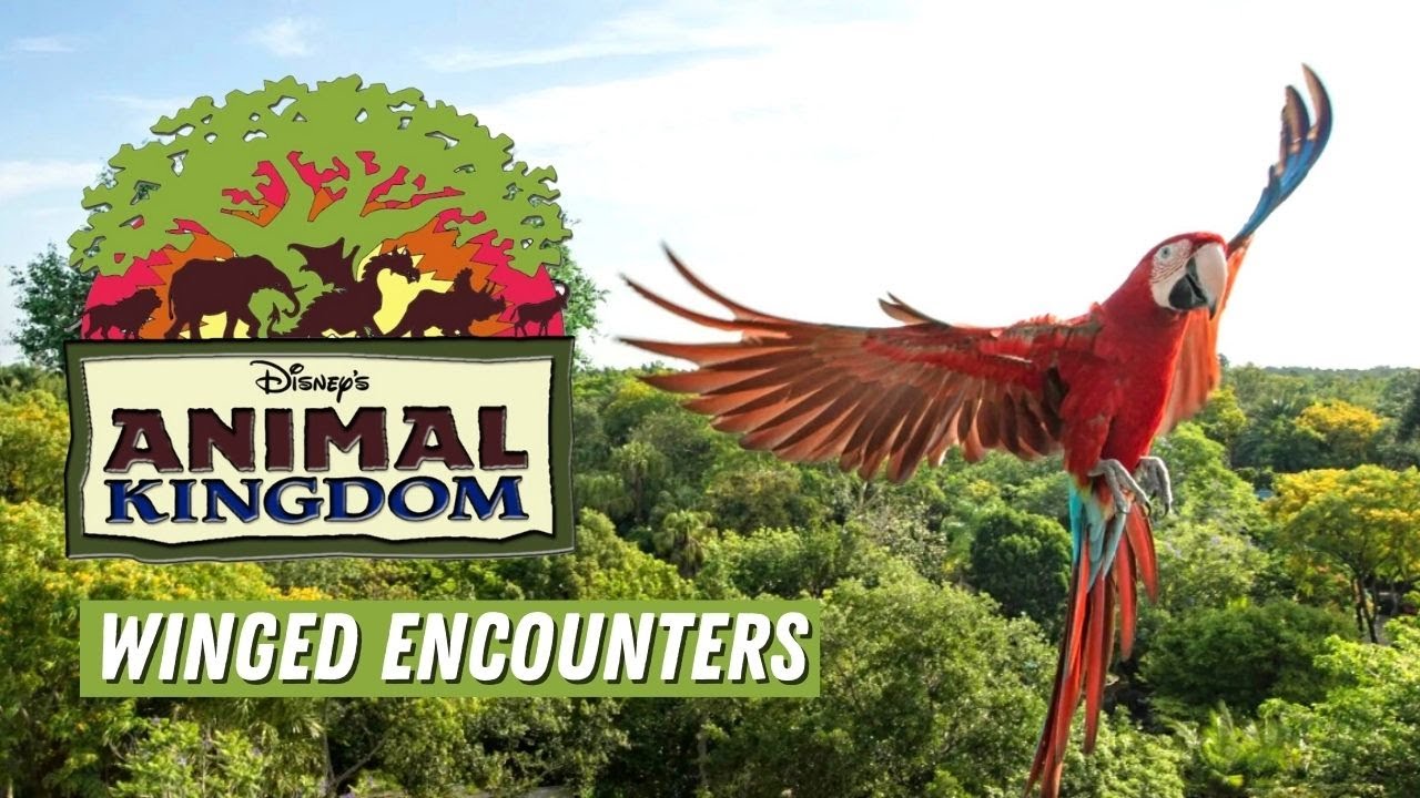 Disney's Animal Kingdom WINGED ENCOUNTERS Show