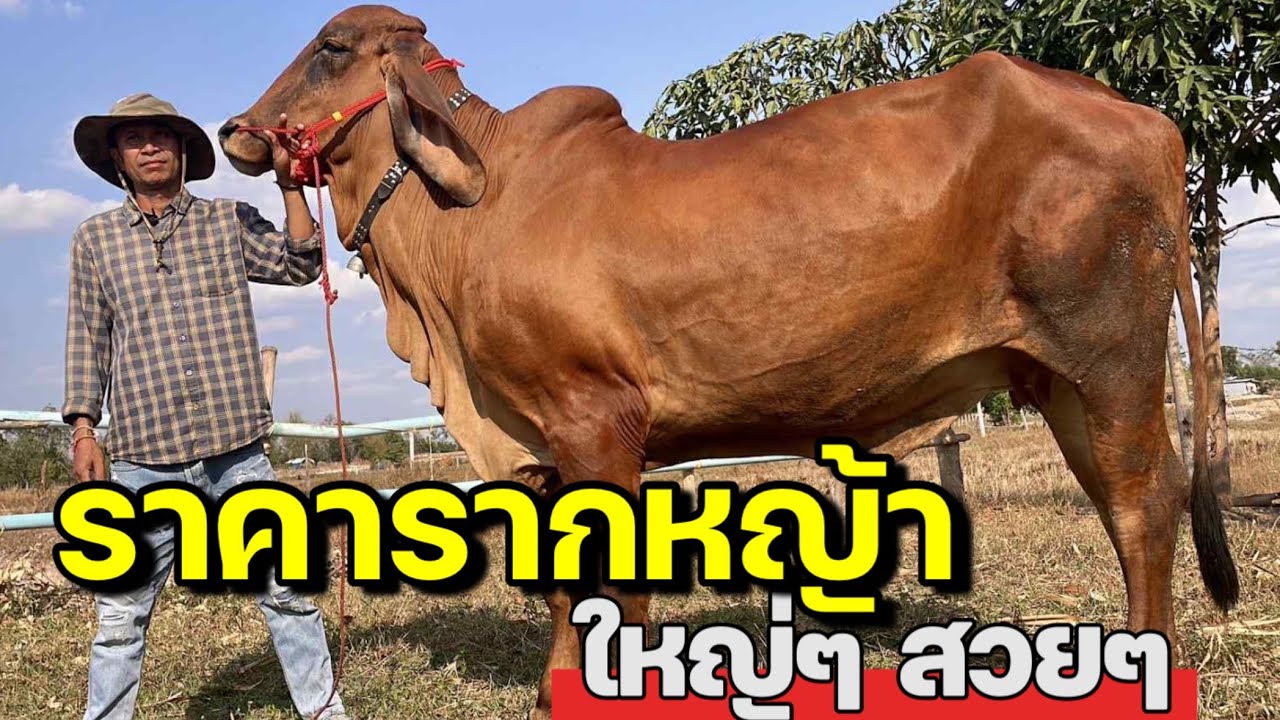 มาที่นี่ไม่เคยผิดหวัง‼️ฮ้อยไวกลิ้ง เปิดราคาวัวยกคอก วัวแม่ลูก แม่พันธุ์ไซด์ใหญ่ๆ สวยๆทุกตัว