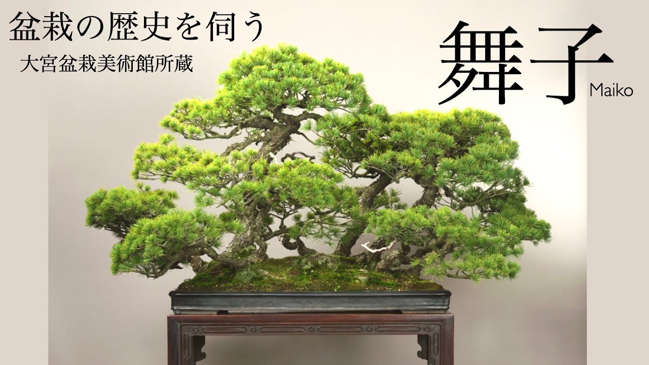 大宮盆栽美術館 所蔵「舞子」 盆栽の歴史を伺う