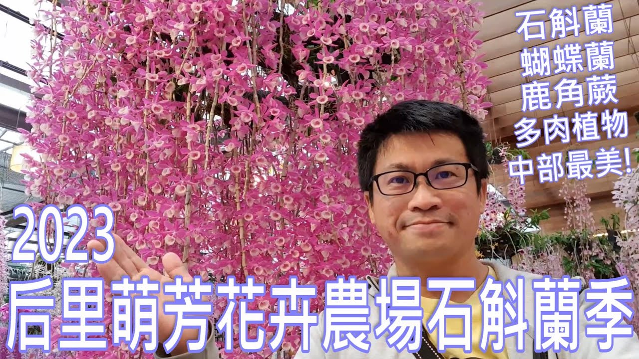 中部最美的石斛蘭花農場~2023台中后里萌芳花卉農場石斛蘭季 | 母親節最盛開 | 蝴蝶蘭 | 鹿角蕨 | 多肉 | 台中賞花景點 | 免費賞花景點