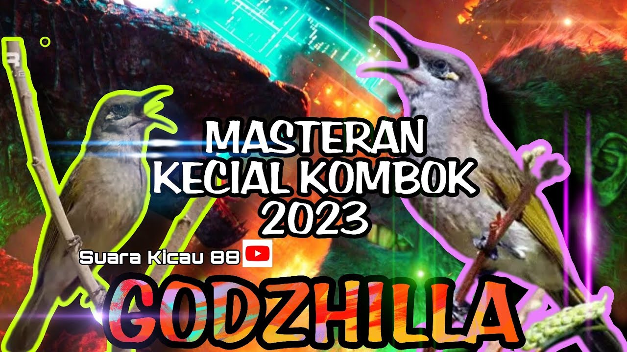 ‼️Masteran Kecial Kombok 2023 // GODZHILLA DiJAMIN GACO Anda MEWAH !!! FREE DOWNLOAD ‼️