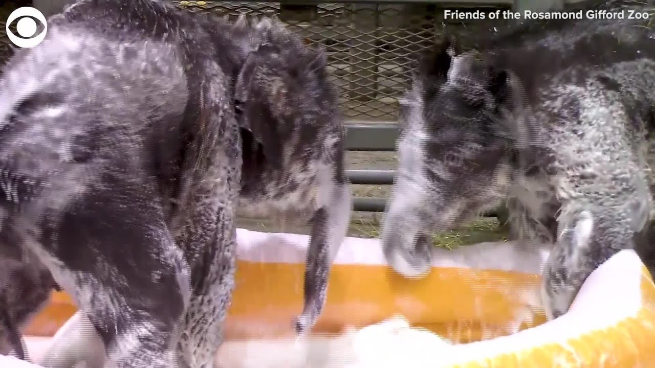 Baby elephant twins enjoy green bubble bath for St. Patrick's Day at zoo in New York