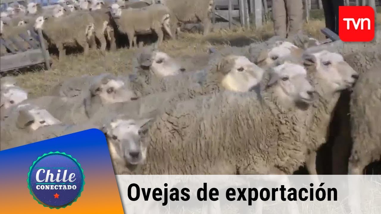 Ovejas de exportación | Chile conectado | Buenos días a todos