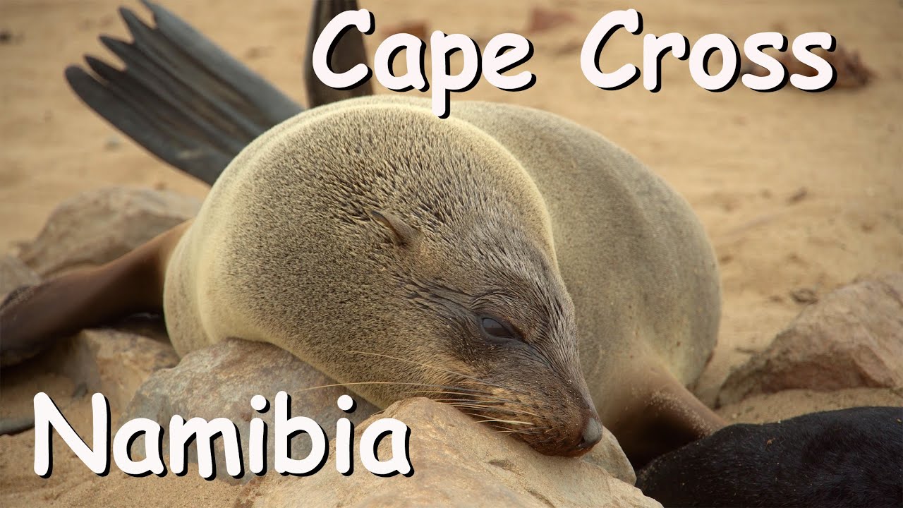 Cape Cross - Namibia Teil 8