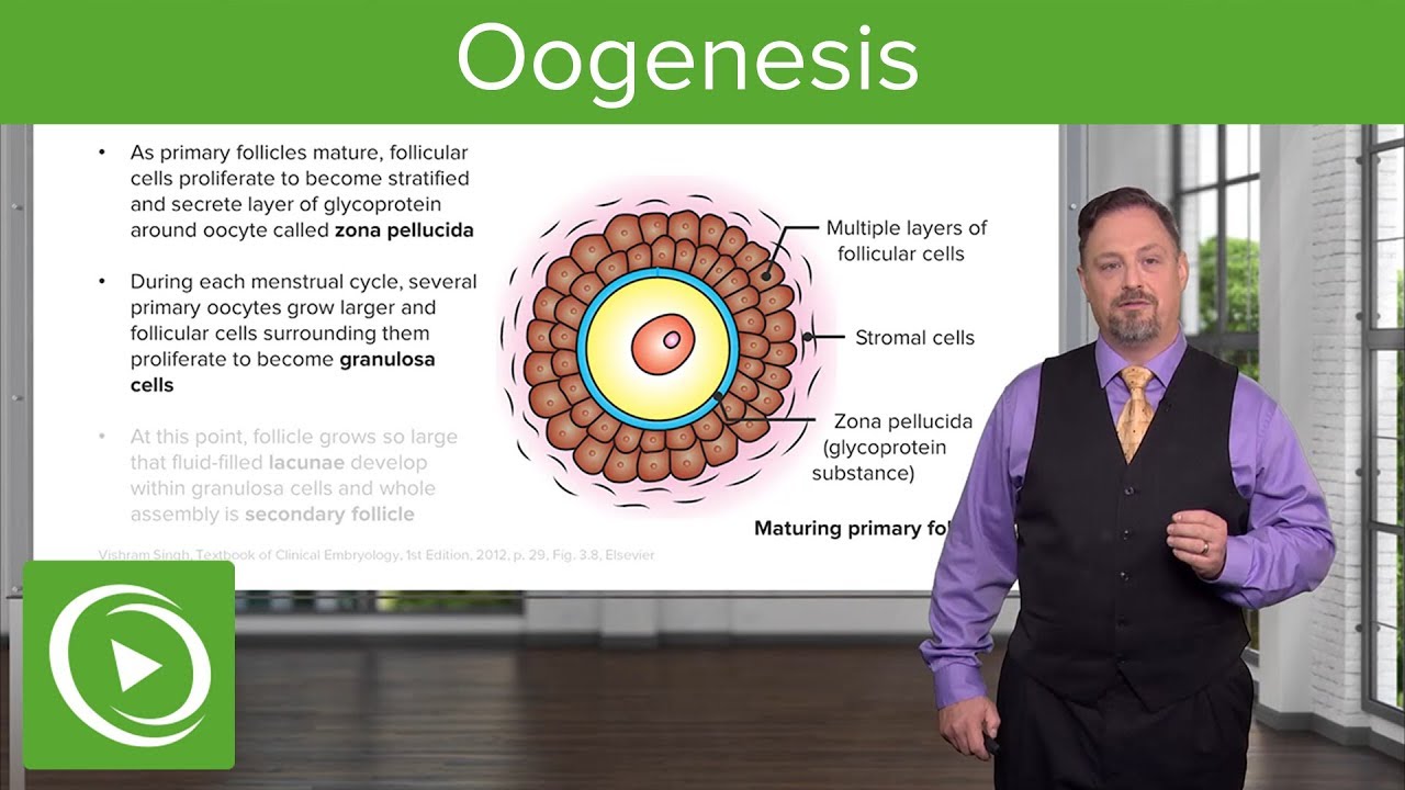 Oogenesis and Follicles &ndash; Embryology | Lecturio
