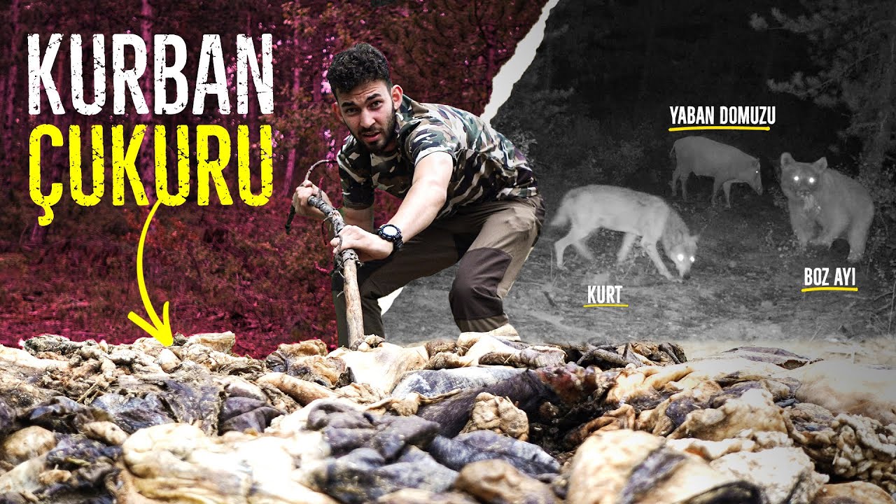 VAHŞİ DOĞADA KURBAN ÇUKURUNU İZLEMEK! (KURT VE DOMUZ YAN YANA!)