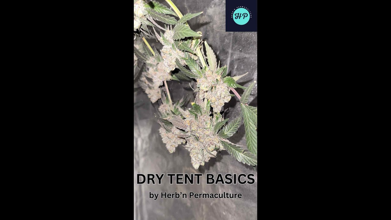 From Harvest to Cure: Herb'n Permaculture's Guide to Cannabis Drying Mastery