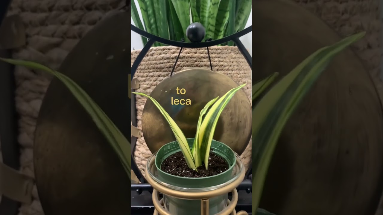 Sansevieria Trifasciata:#snake plant #sick plants