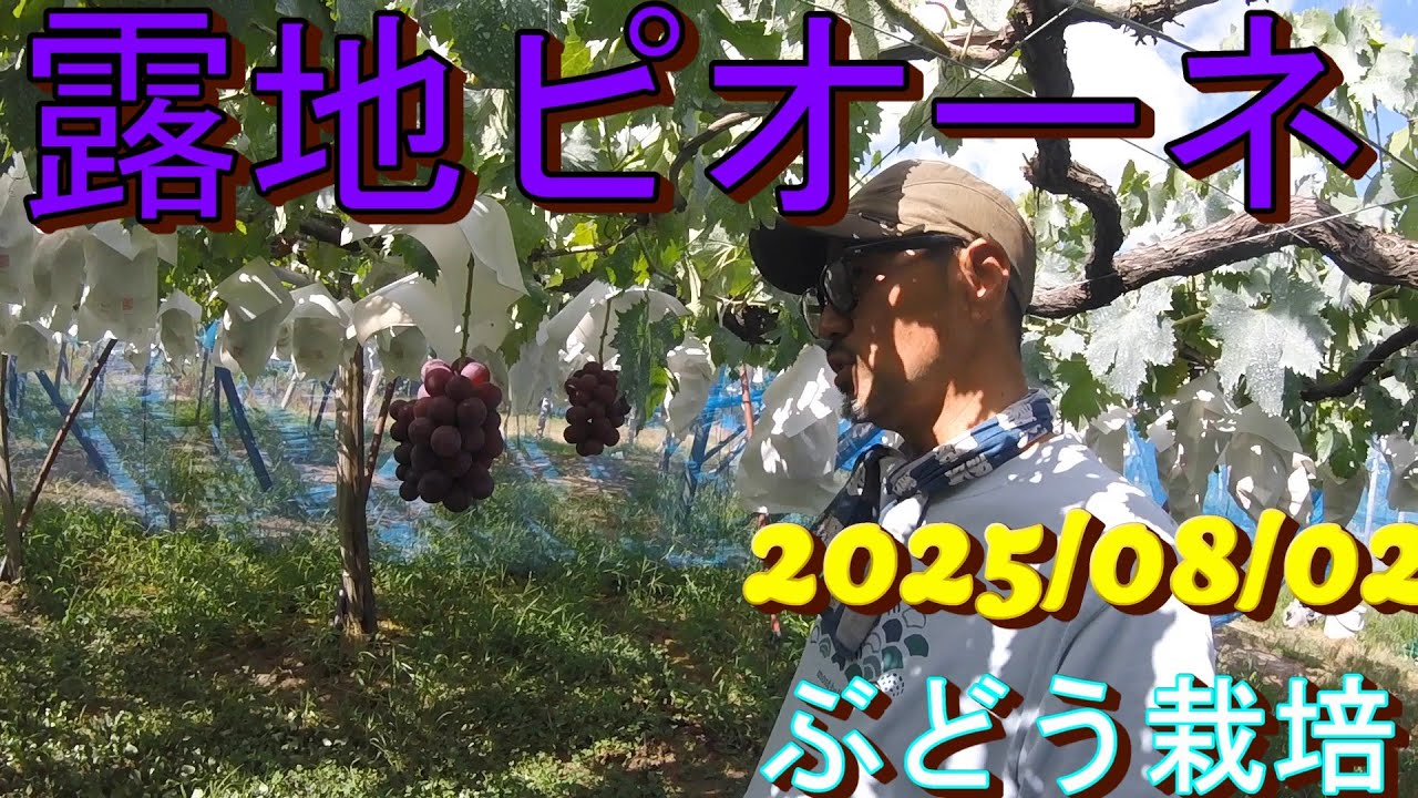 露地ピオーネの状況　＃ぶどう栽培　＃新潟　2025/08/02