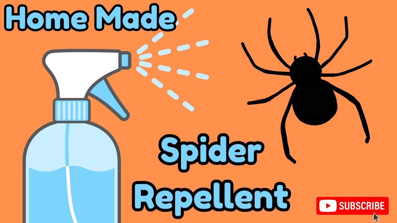 🕷️My Home Made SPIDER Repellent Recipe | ROCKS STEADY 🕷️‼️