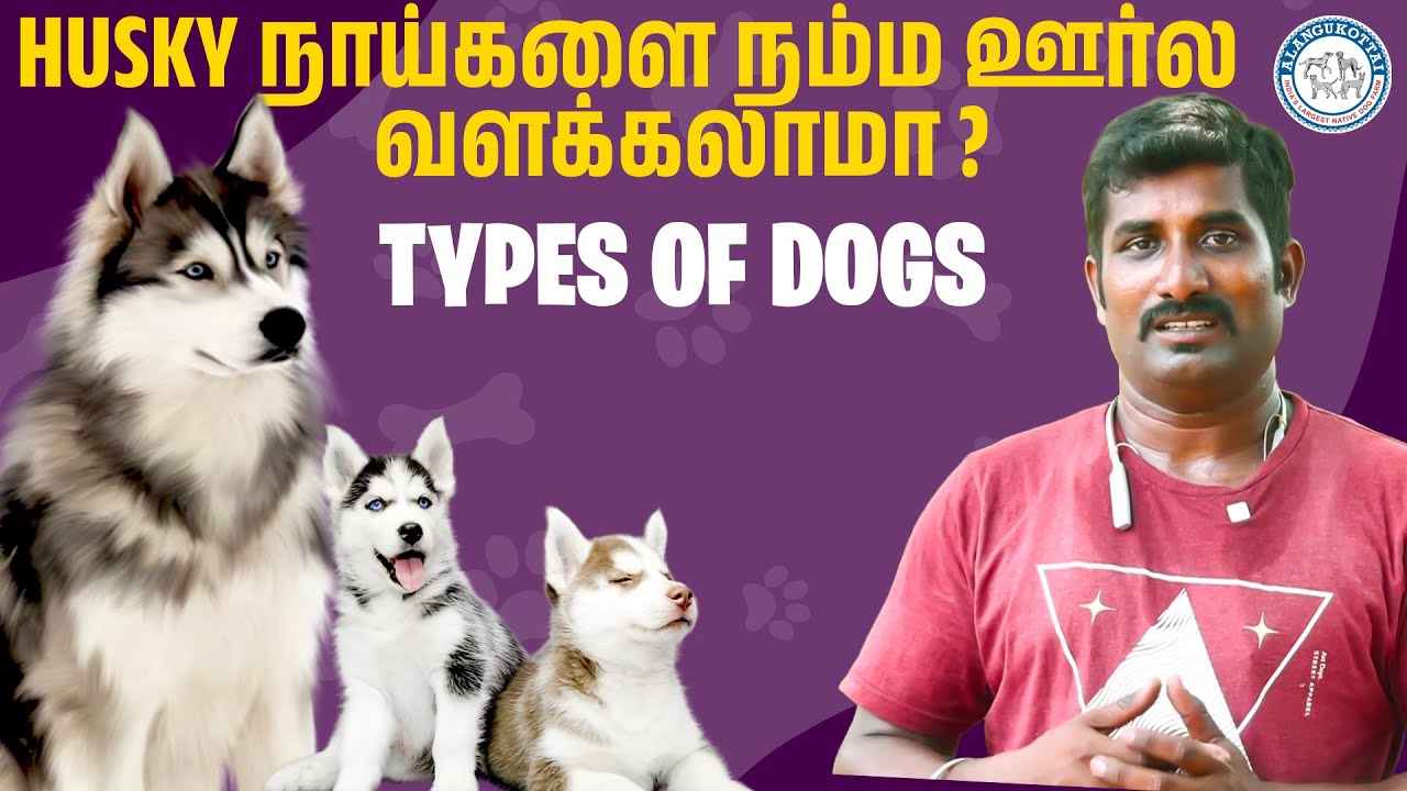 Husky நாய்களை நம்ப ஊர்ல வளக்கலாமா ? | Types Of Dogs | Alangu Dog Farm