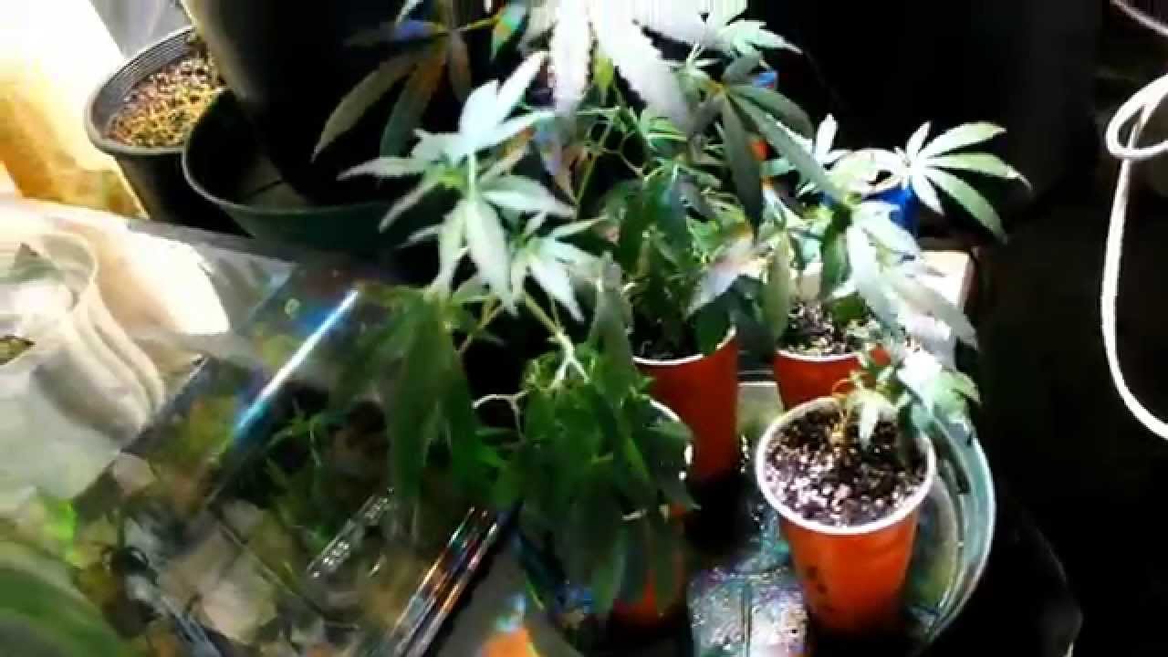 White Widow Afghani Blueberry Og Purple Paralysis Dela Haze Chronic Lights Week 4 of flowering S2E2
