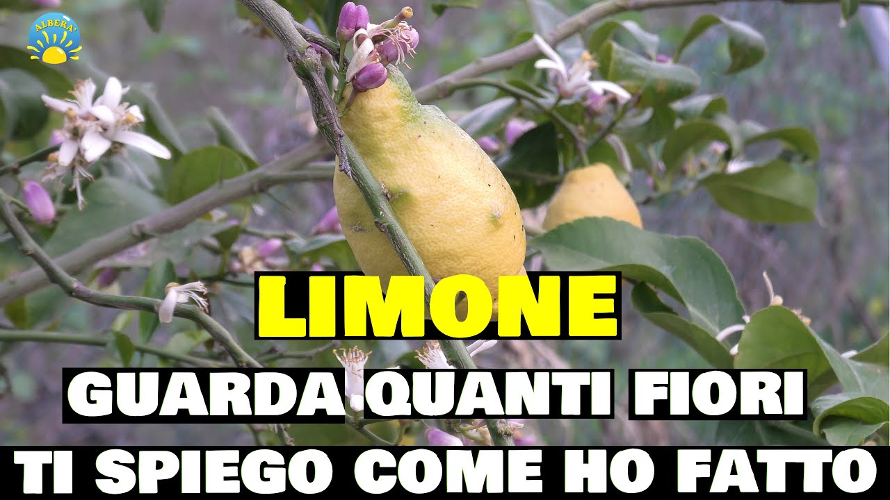 (LIMONE) hai mai visto TANTI FIORI? gli EFFETTI di CONCIMAZIONE e CURA in più LOTTA AFIDI e FORMICHE