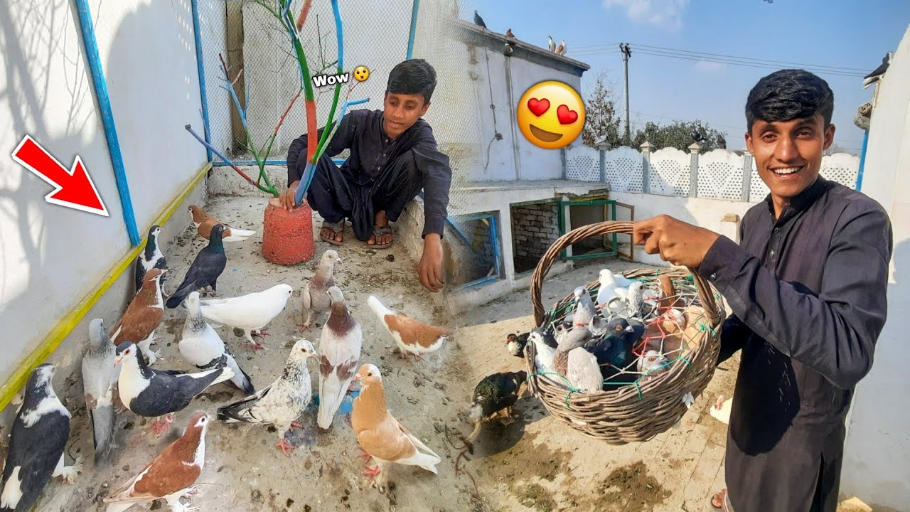 Bht Sare Nayab Pigeons Le Liye😲 S Cage Main Shift Kardiye🥳