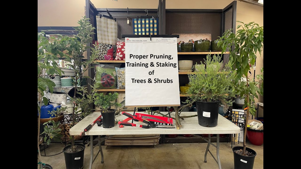 Proper Pruning: Training & Staking of Trees and Shrubs