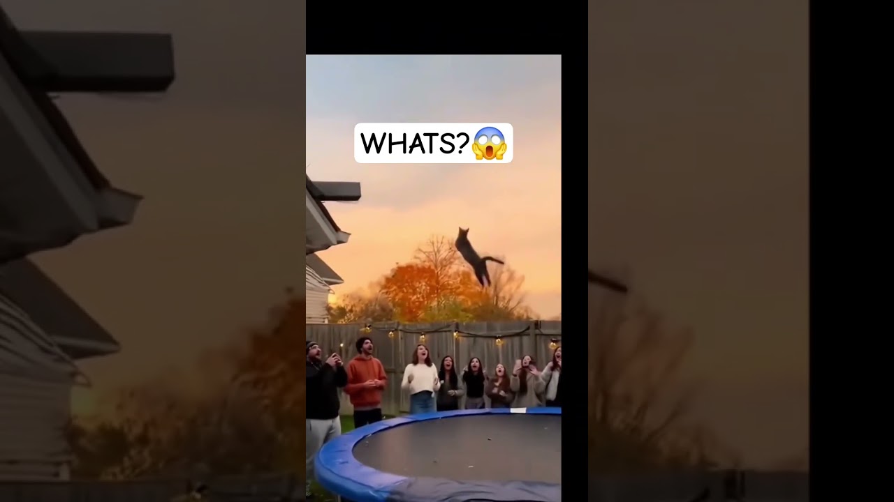 gran salto😅 #cat #shorts #feedshorts  #hort #reels #nhamnoys