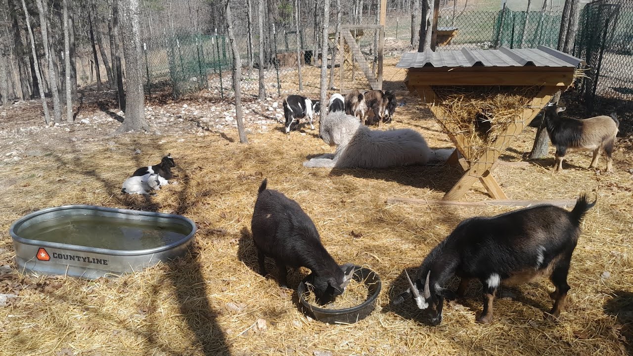 Finished thinning my goat forest and future plans