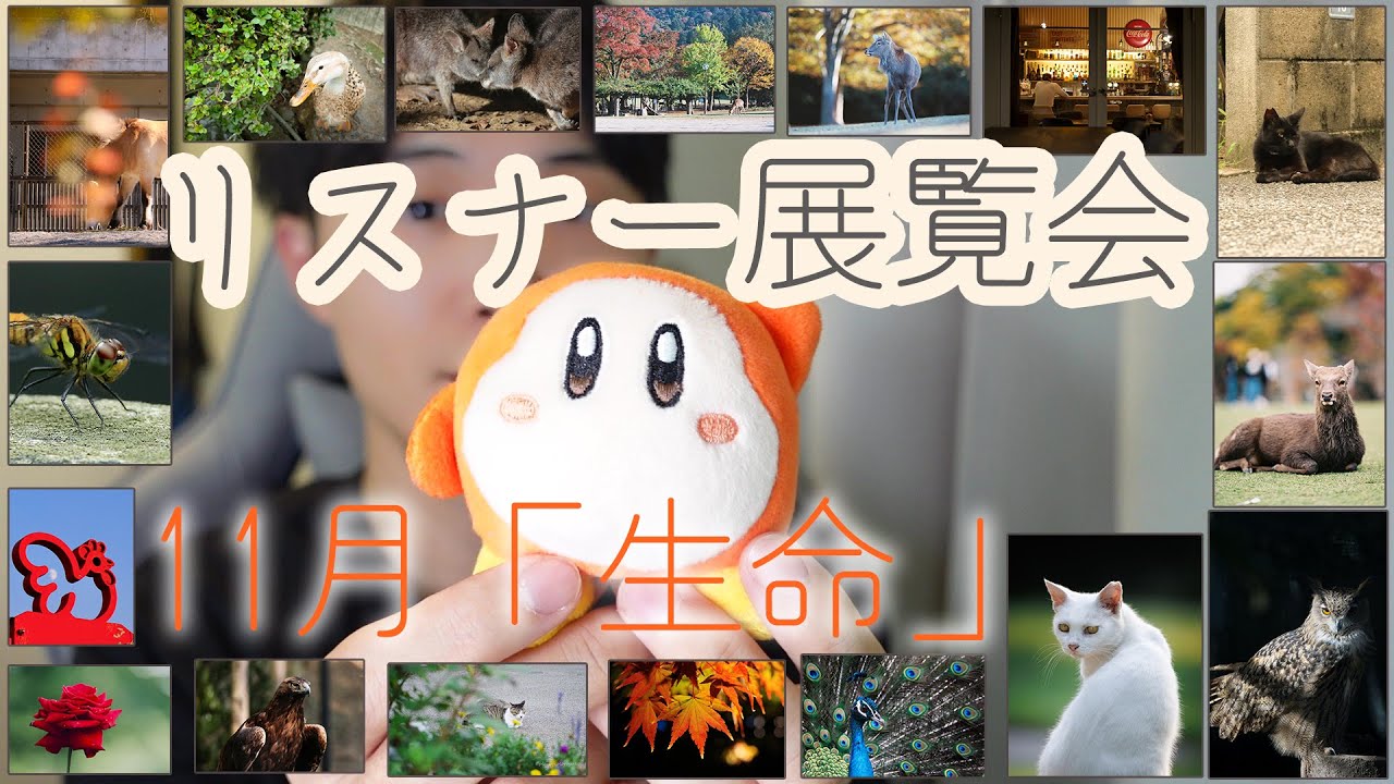 【2024/11月】リスナー展覧会11月　テーマ「生命」~写真を紹介~