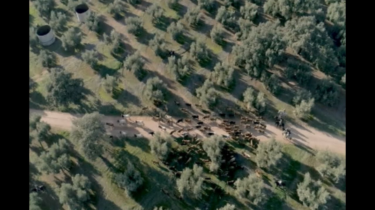Trashumancia a caballo por Sierra Morena: rescate de vacas y becerritos en Jaén | Todo Caballo