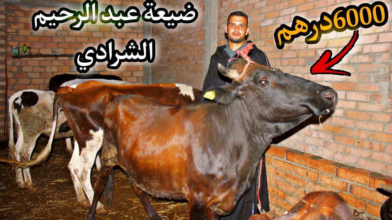 🔥أثمنة العجلات والضروبات مناسبة لعيد الأضحى عند عبدو الشرادي بتاريخ 28\06\2022فبني سعيد اكزناية طنجة