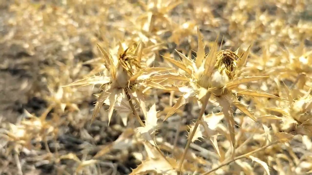 ಕುಸುಬೆ ಬೆಳೆ ಬಗ್ಗೆ ಮಾಹಿತಿ ಎಲ್ಲರಿಗೂ ಮಾಹಿತಿ ತಿಳಿಸಿ