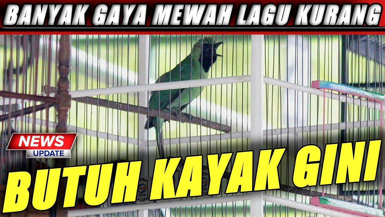 STABILKAN EMOSI❗BANYAK CUCAK IJO JAMTROK MEWAH LAGU KURANG RAPAT INI SOLUSINYA||KICAUMANIA