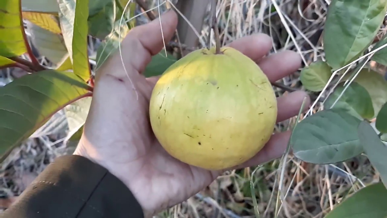 How to get 2 crops of guava per year by letting them freeze!