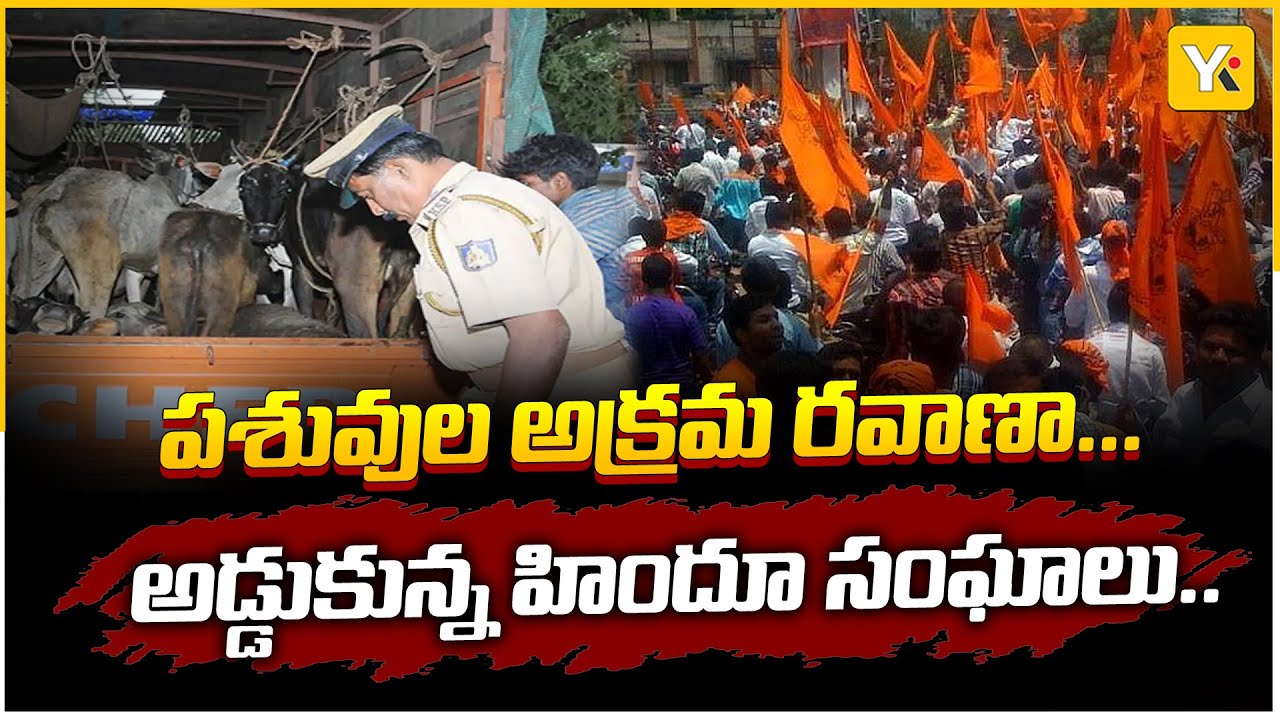 పలమనేరులో పశువుల అక్రమ రవాణా అడ్డుకున్న హిందూ సంఘాలు | Chittoor News | 