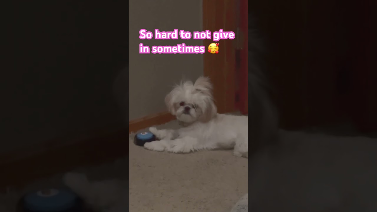 Shih Tzu Capri using her talking buttons #puppy #shihtzu #talkingdogbuttons #dogtalk #dog #cute