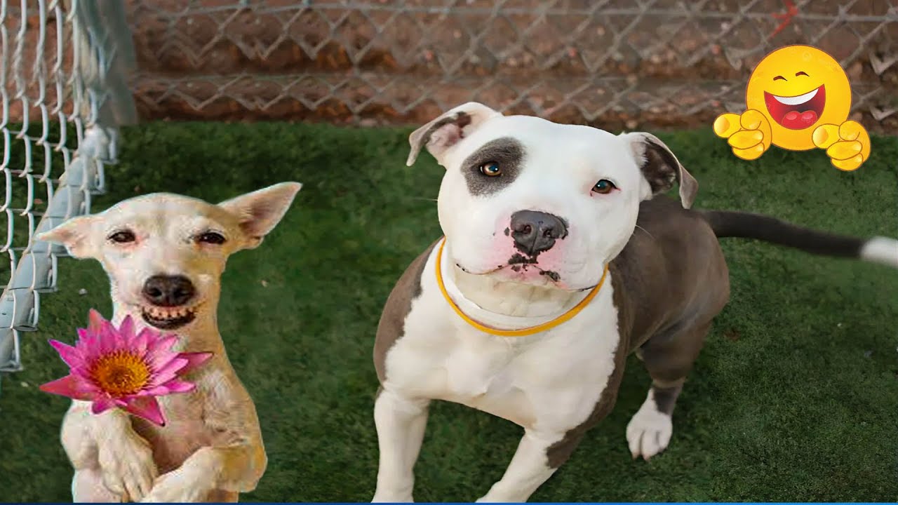 Funny Animals 2025 😹🐶 The Funniest Cat & Dog Moments Compilation 😁.