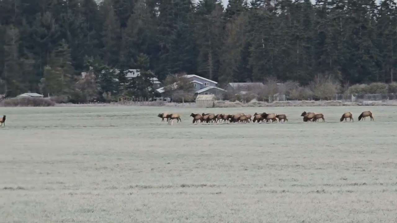 ELK HERD