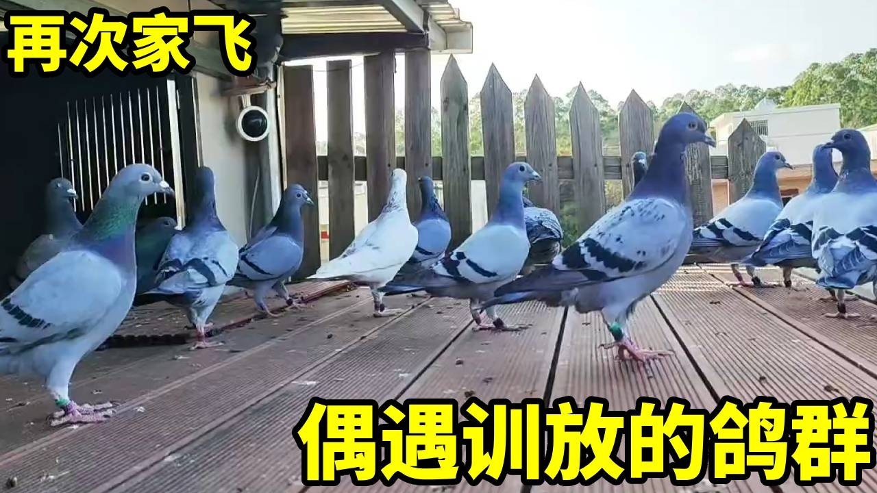 放鸽子家飞遇到训放的鸽群，差点又被拐跑？又是有惊无险的一天!【俏鴿】
