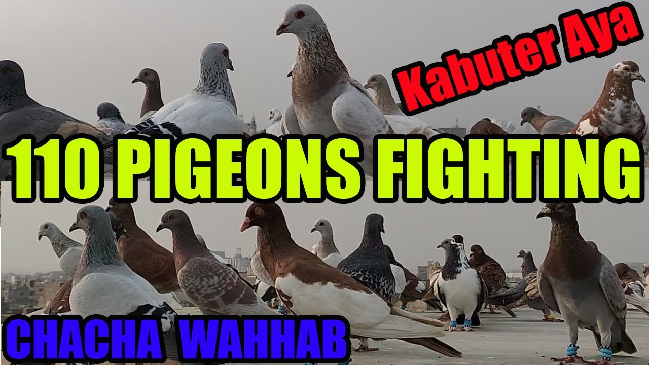 Pigeons Of Chacha Wahhab 110 Kabootar Tofani Larrayya Racing Pigeons Fighting Loft Home Made Breed