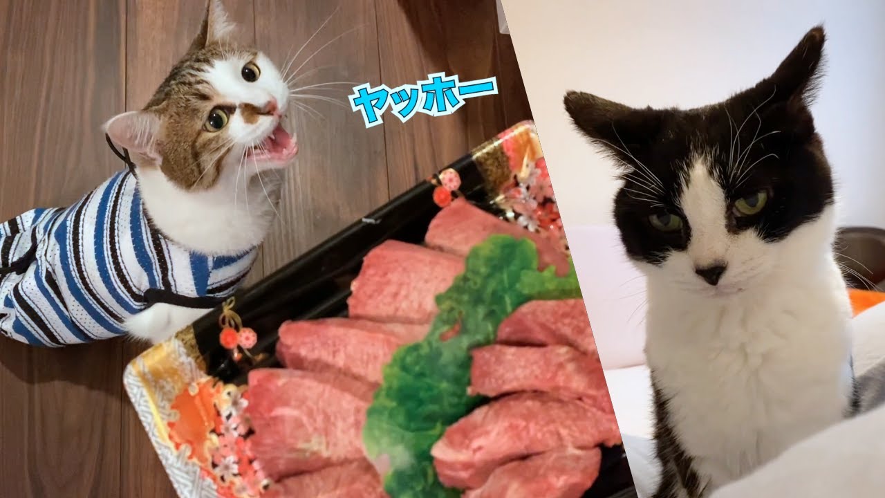 牛タンシチューと猫の味見係たち