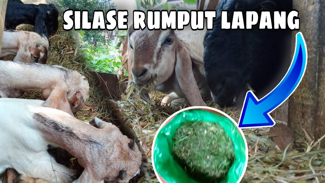 Begini cara pembuatan silase rumput lapang || mengawetkan rumput liar untuk pakan kambing