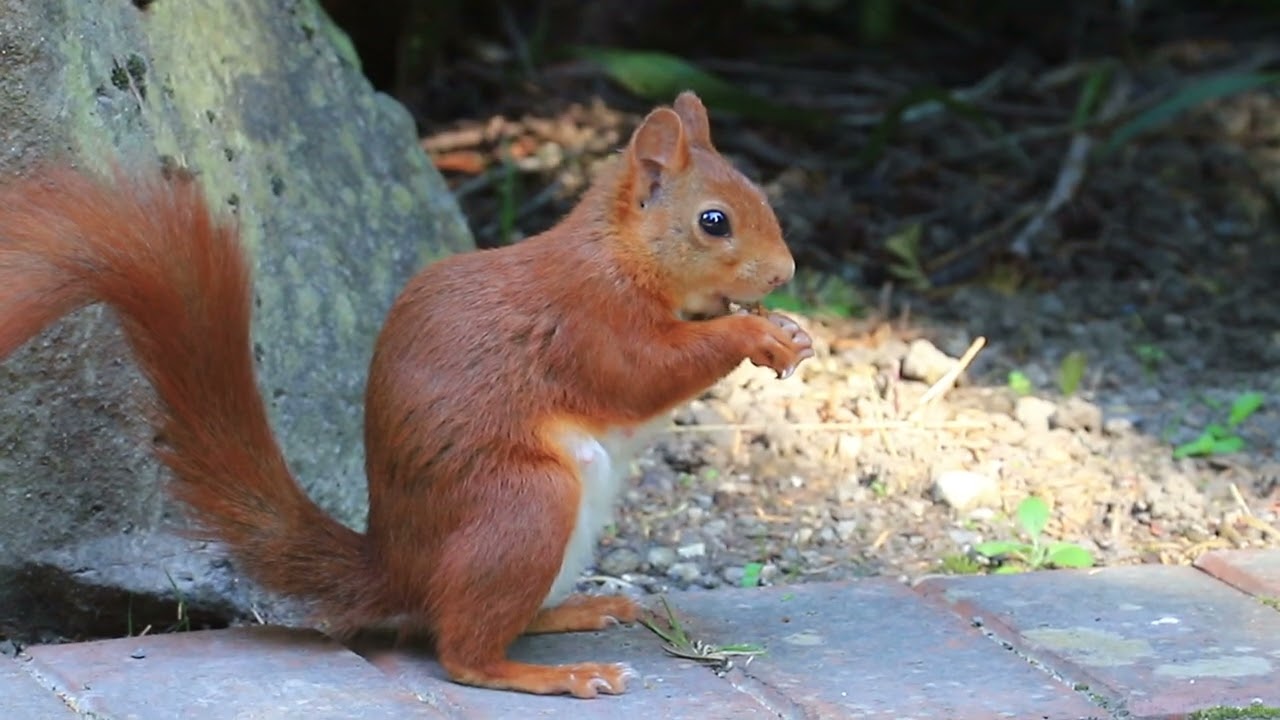 Eichhörnchen auf dem Boden / Squirrels on the Ground