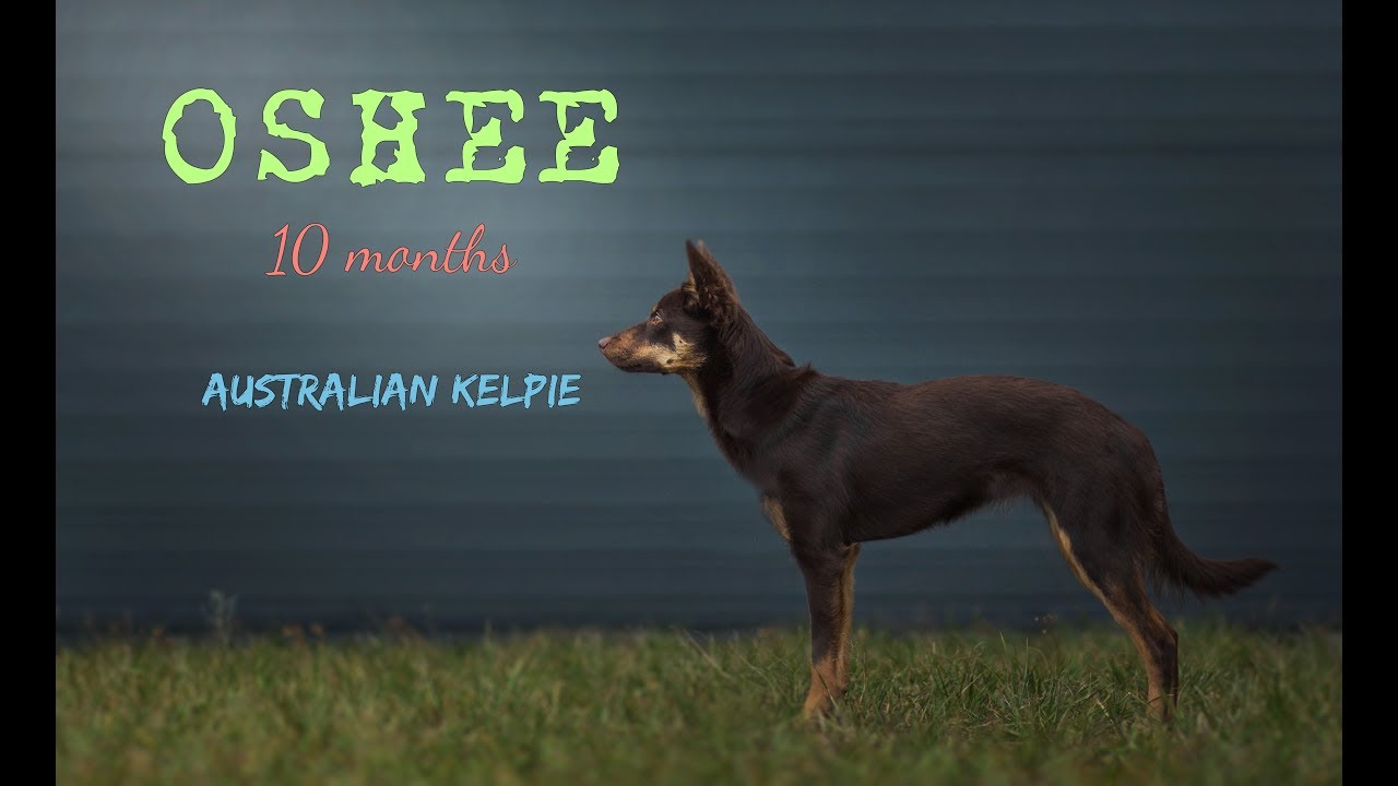 ※ Oshee - Australian Kelpie - 10 months | tricks ※