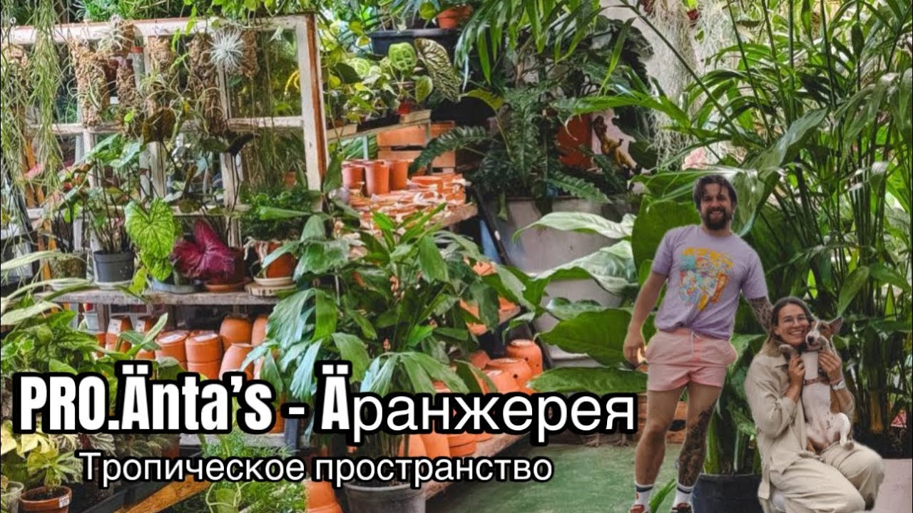 Обзор моего любимейшего пространства PRO.Änta’s Шоу рум - Äранжерея || Растения, Керамика