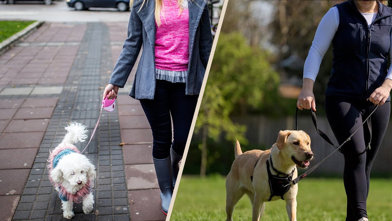 Retractable Dog Leash Vs Regular: Which is Better?
