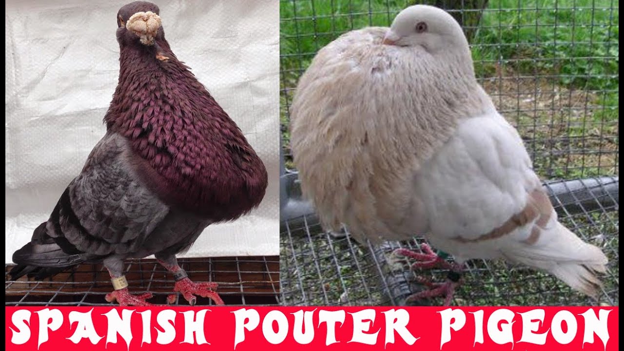 Spanish Pouter Pigeon Information | Standard, Characteristics, Color, Uses, Origin & Appearance