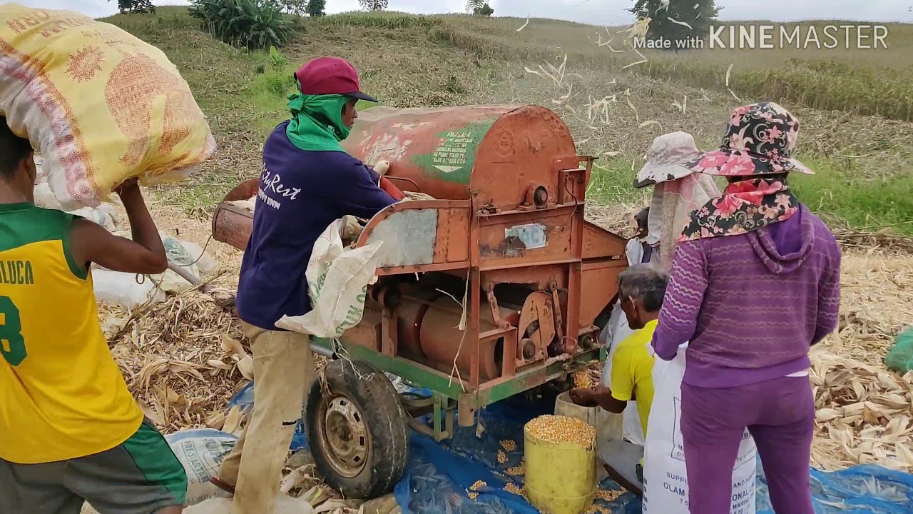 FILIPINO WAY HARVESTING CORN in THE Philippines