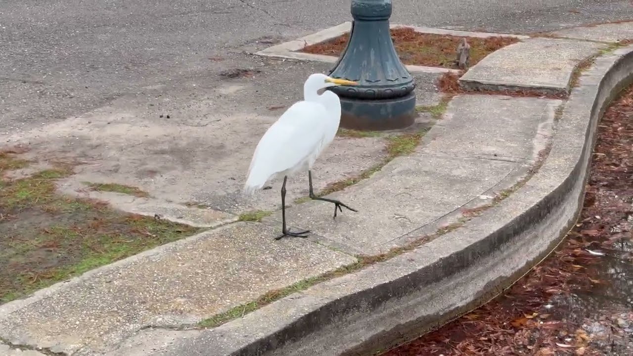 Elegant Great Egret in Louis Armstrong Park | New Orleans Wildlife (2026 January 4)