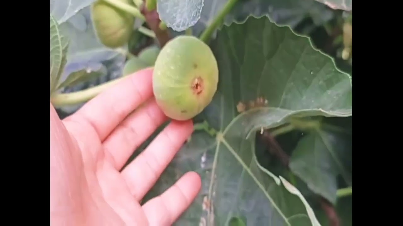 Yellow Fig fruits|hinog na!