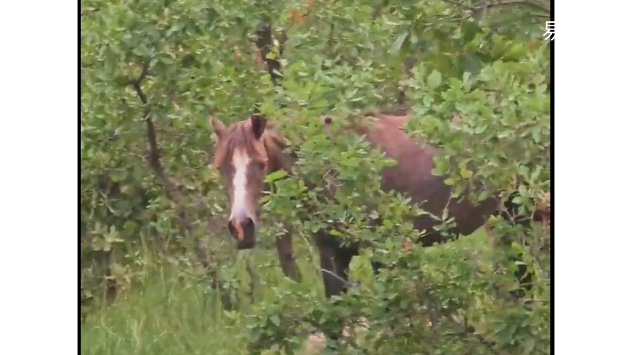 在伊拉克找到了野生的馬？